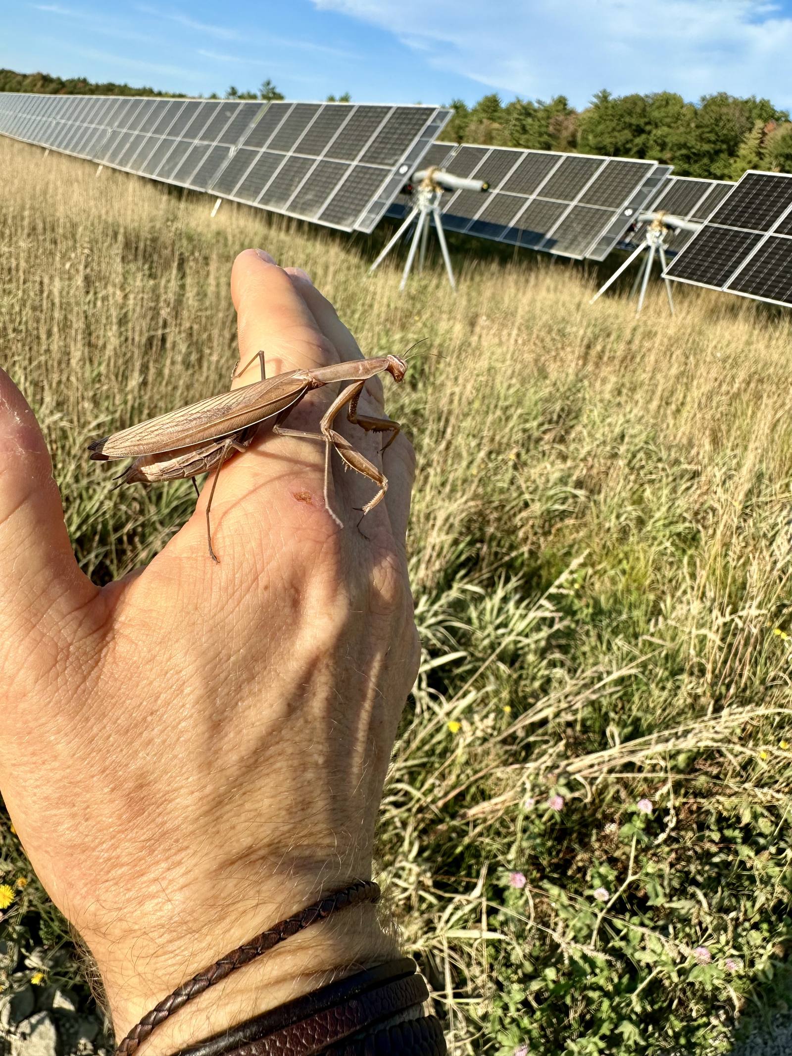 A praying mantis resting on a hand in front of a solar array set in tall meadow grass