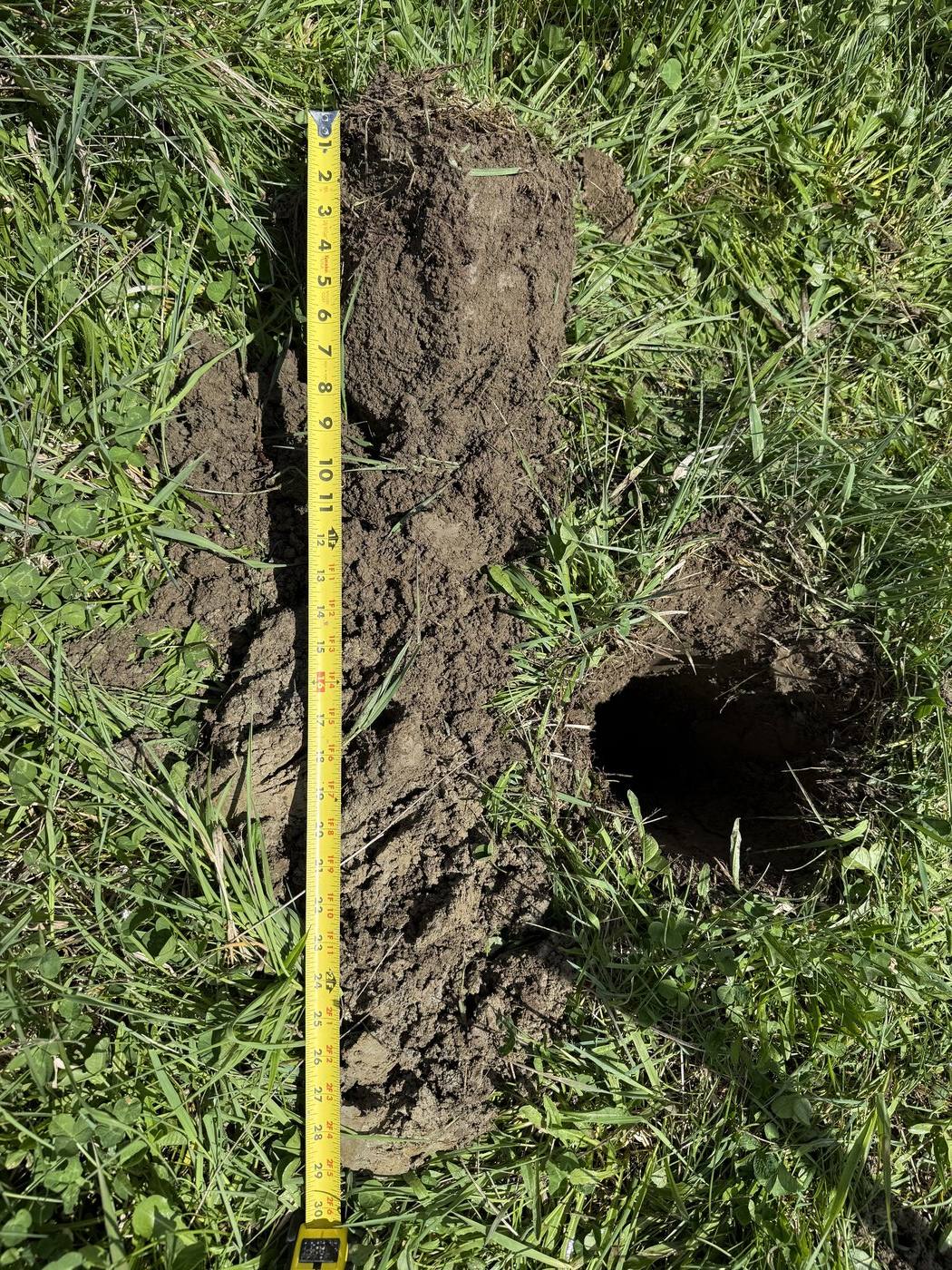 Soil profile exposed in a test pit with a tape measure showing horizon depths