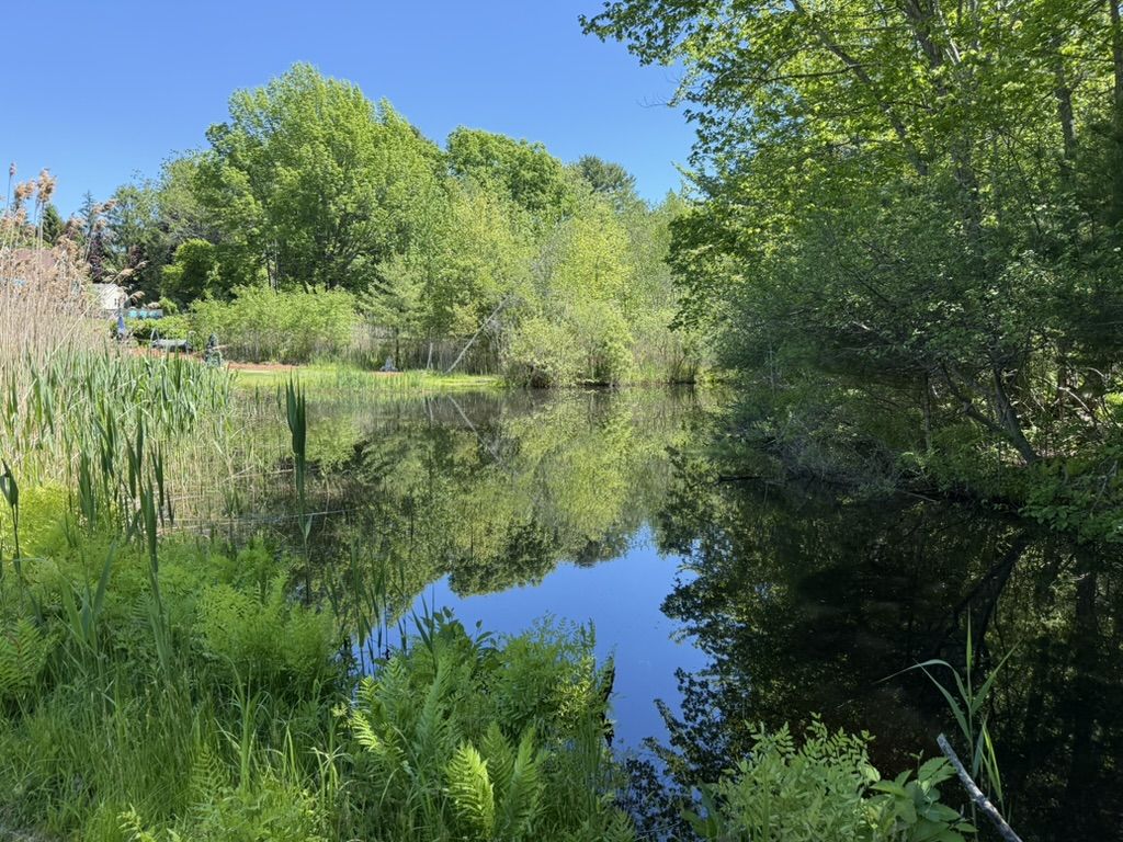 A calm wetland pond bordered by lush green trees and reflective still water