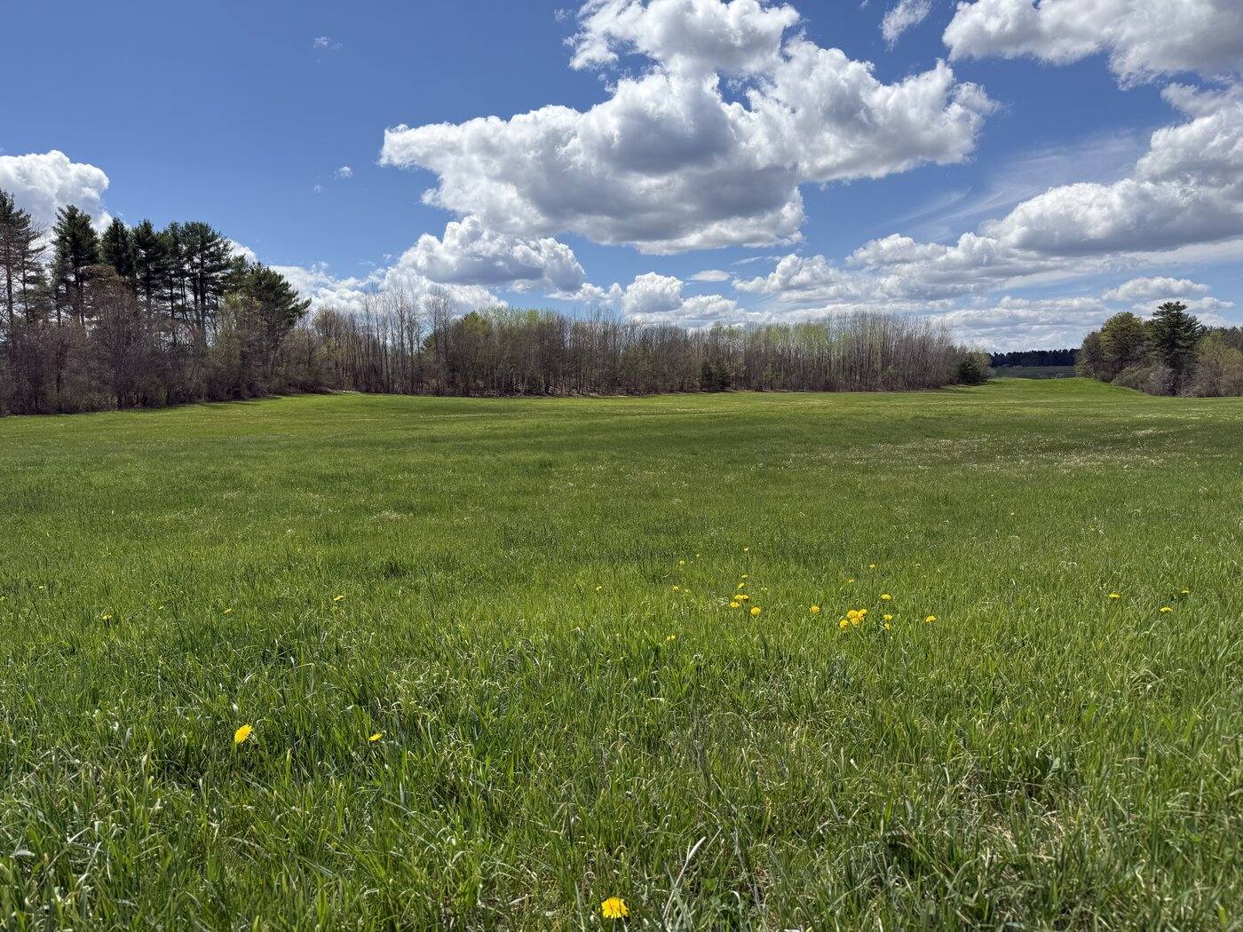A lush green Maine hayfield dotted with dandelions, framed by a treeline